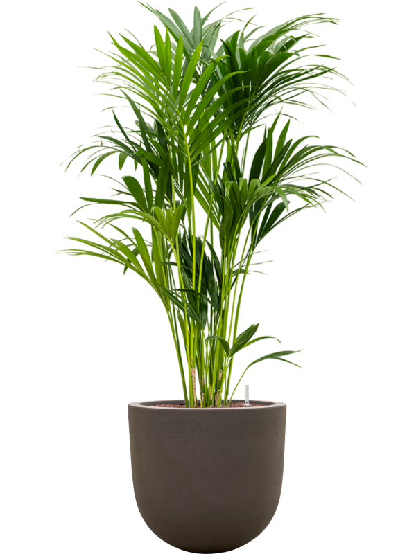 Kentia (Howea) forsteriana en Baq Seren
