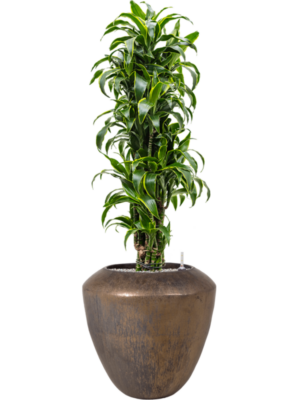 Dracaena fragrans 'Dorado' en Plain