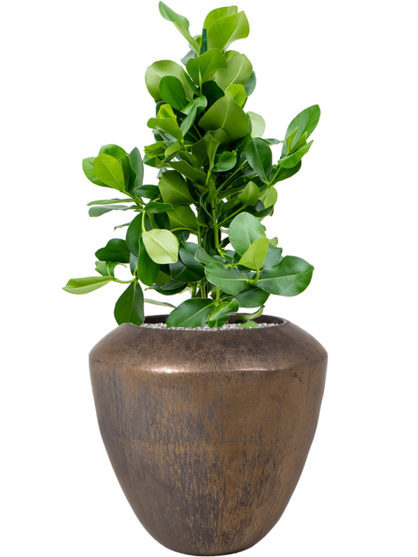 Clusia rosea en Plain, Private label