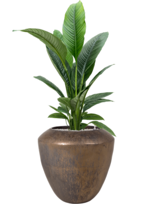 Spathiphyllum 'Sensation' en Plain