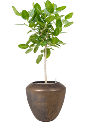 Ficus benghalensis 'Audrey' en Plain
