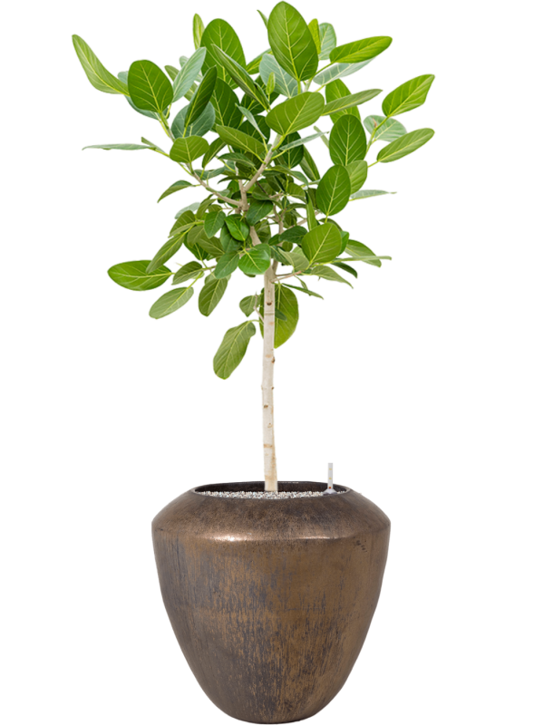 Ficus benghalensis 'Audrey' en Plain, Private label