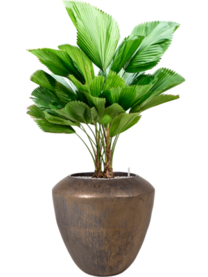 Licuala grandis (90-130) en Plain