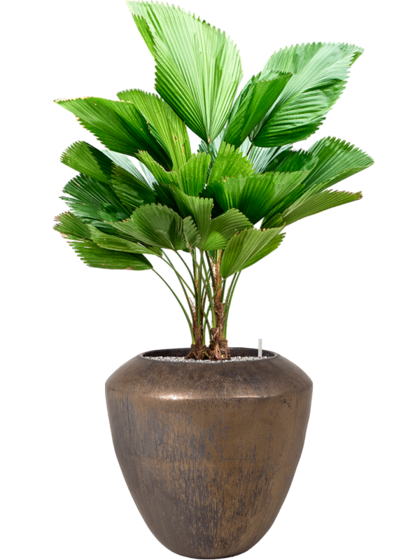 Licuala grandis (90-130) en Plain, Private label