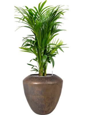 Kentia (Howea) forsteriana en Plain