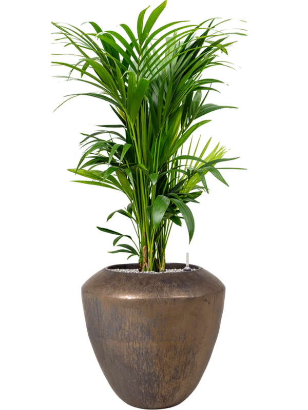 Kentia (Howea) forsteriana en Plain, Private label