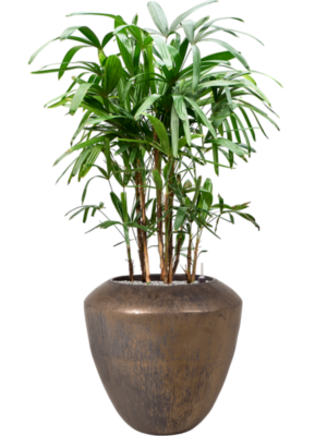 Rhapis excelsa en Plain