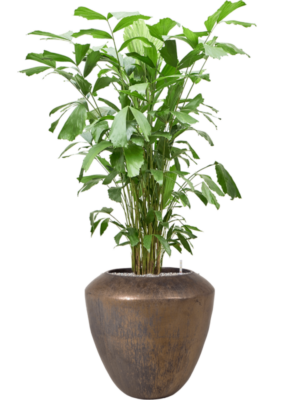 Caryota mitis en Plain