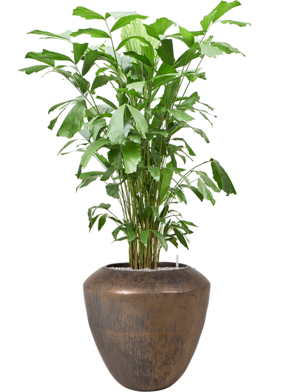 Caryota mitis en Plain, Private label