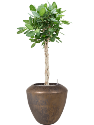 Ficus benghalensis 'Audrey' en Plain