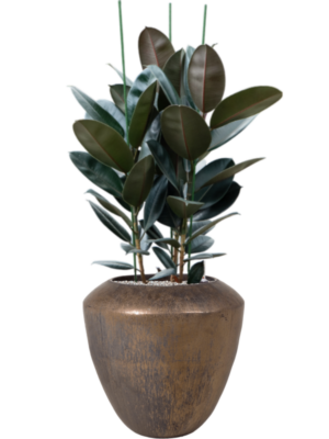Ficus elastica 'Abidjan' en Plain