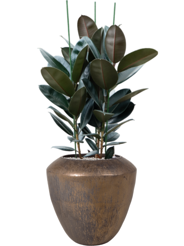 Ficus elastica 'Abidjan' en Plain, Private label