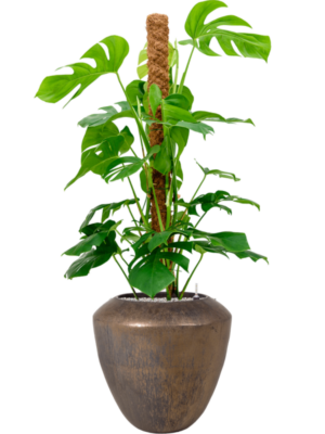 Monstera deliciosa (120-140) en Plain