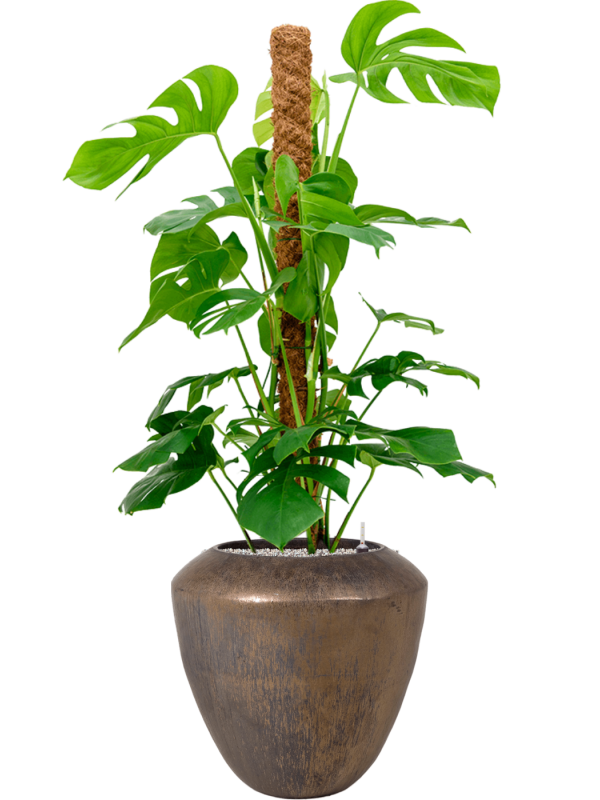 Monstera deliciosa (120-140) en Plain, Private label