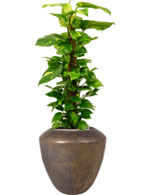 Scindapsus (Epipremnum) 'Aureum' en Plain