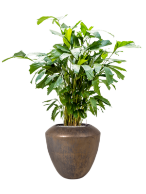 Caryota mitis en Plain