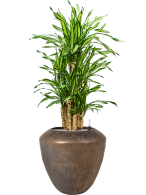 Dracaena fragrans 'Riki' en Plain