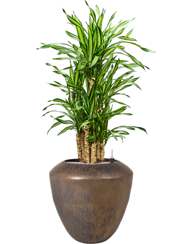 Dracaena fragrans 'Riki' en Plain, Private label