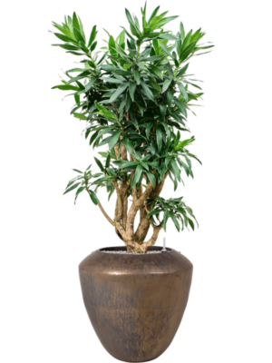 Pleomele (Dracaena) reflexa (125cm-145cm) en Plain