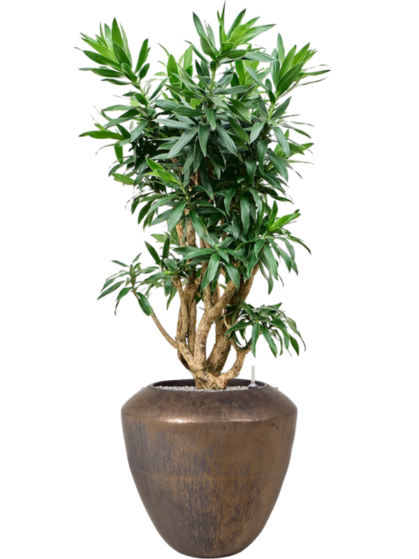 Pleomele (Dracaena) reflexa (125cm-145cm) en Plain, Private label