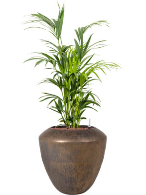 Kentia (Howea) forsteriana en Plain