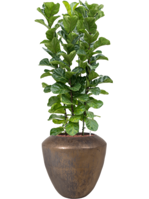 Ficus lyrata 'Bambino' en Plain