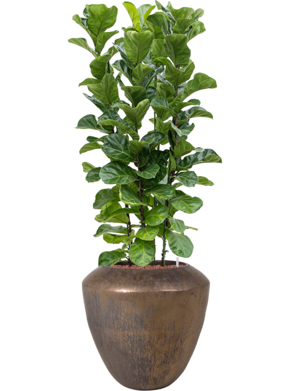 Ficus lyrata 'Bambino' en Plain, Private label