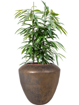 Ficus binnendijkii 'Amstel King' en Plain