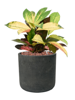 Croton (Codiaeum) variegatum 'Mrs. Iceton' en Rough