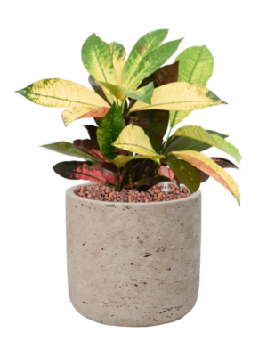 Croton (Codiaeum) variegatum 'Mrs. Iceton' en Rough