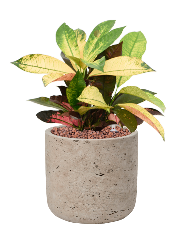 Croton (Codiaeum) variegatum 'Mrs. Iceton' en Rough, Pottery Pots