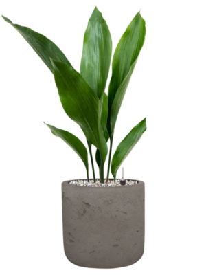 Aspidistra elatior en Rough