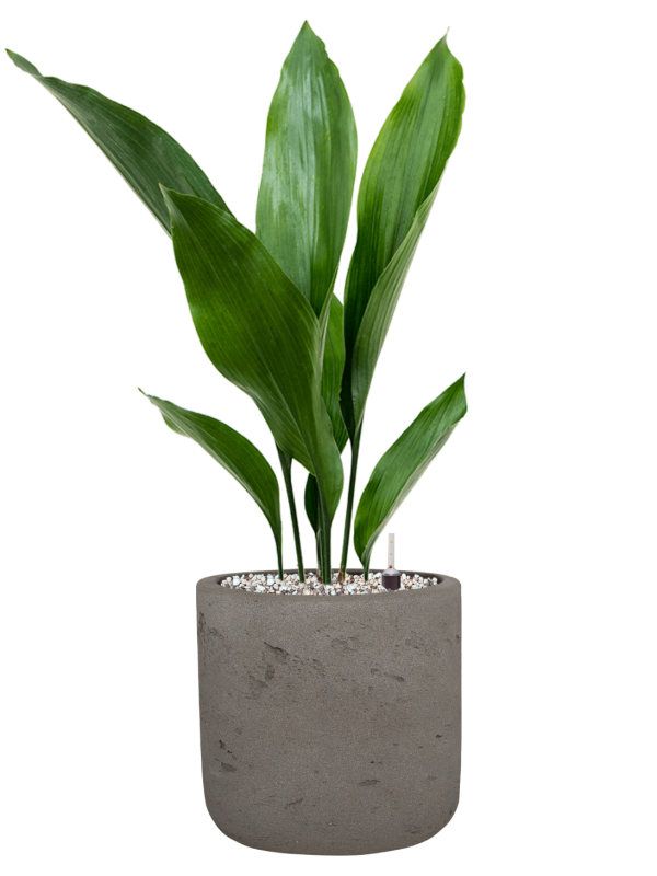 Aspidistra elatior en Rough, Pottery Pots