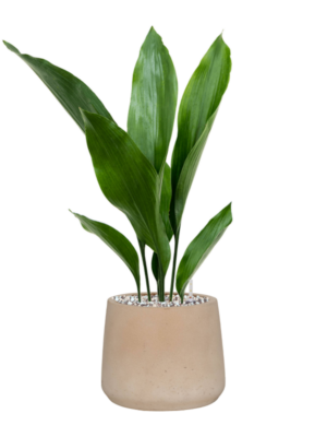 Aspidistra elatior en Rough