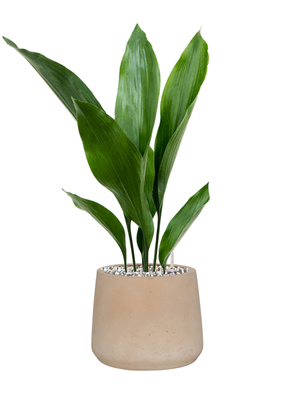 Aspidistra elatior en Rough, Pottery Pots