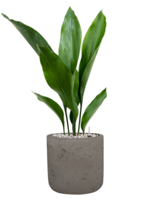 Aspidistra elatior en Rough