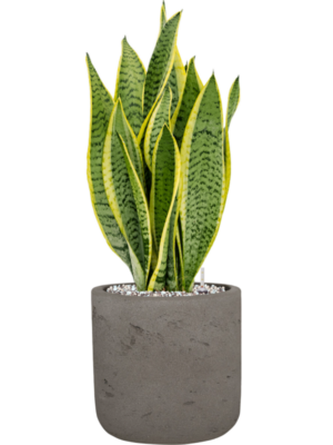Sansevieria trifasciata 'Laurentii' en Rough