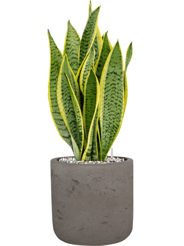 Sansevieria trifasciata 'Laurentii' en Rough, Pottery Pots