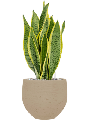 Sansevieria trifasciata 'Laurentii' en Rough