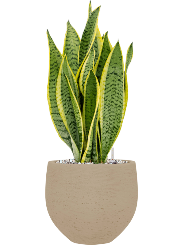 Sansevieria trifasciata 'Laurentii' en Rough, Pottery Pots