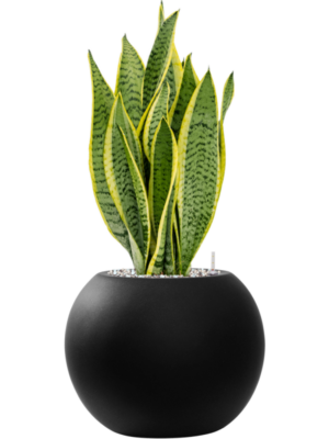 Sansevieria trifasciata 'Laurentii' en Fiberstone