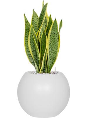 Sansevieria trifasciata 'Laurentii' en Fiberstone