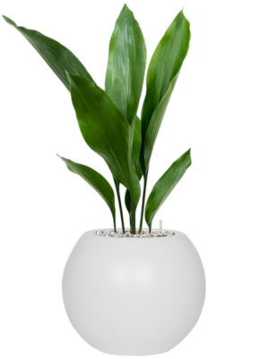 Aspidistra elatior en Fiberstone