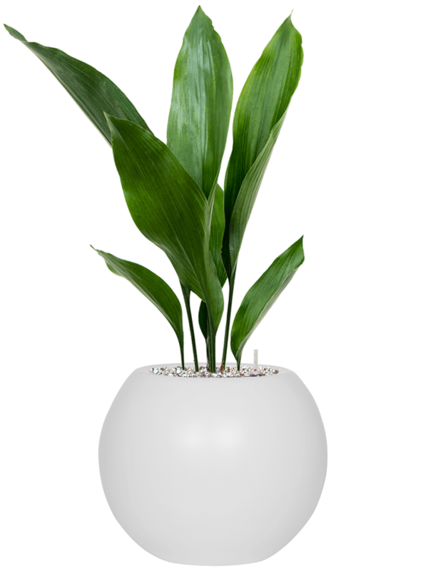 Aspidistra elatior en Fiberstone, Pottery Pots
