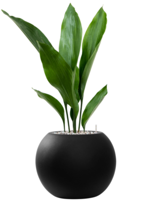 Aspidistra elatior en Fiberstone