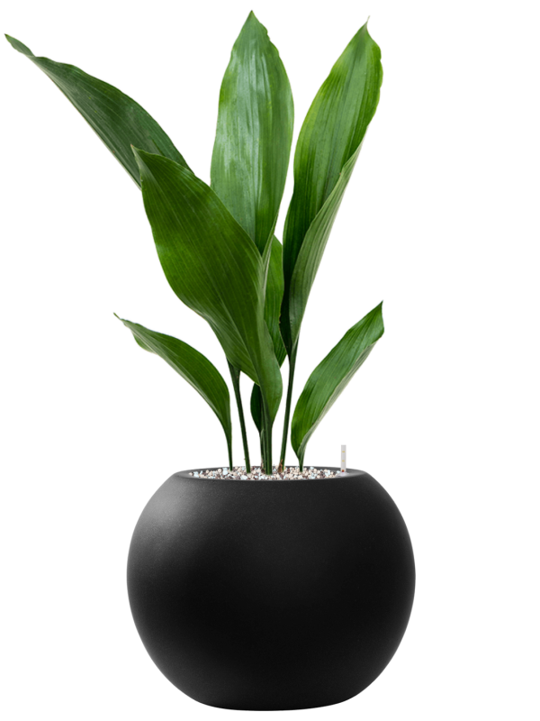 Aspidistra elatior en Fiberstone, Pottery Pots