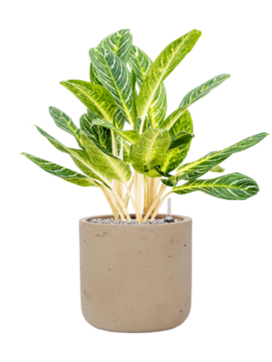 Aglaonema 'Key Lime' en Rough
