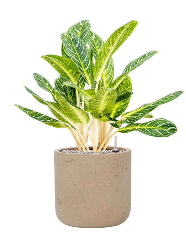 Aglaonema 'Key Lime' en Rough, Pottery Pots