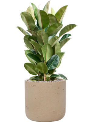 Ficus elastica 'Robusta' en Rough