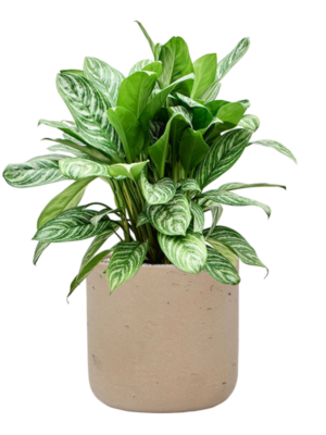 Aglaonema 'Stripes' en Rough